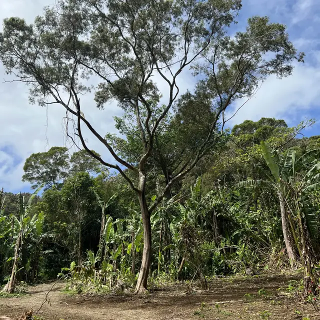 Maui’s rainforest is a botanical wonderland 