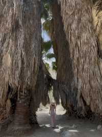 come and see the desert oasis！！