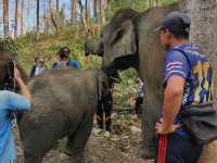 Living Green Elephant Sanctuary in Chiang Mai, Thailand.