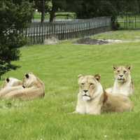 Woburn Car Safari - Perfect for animal lovers