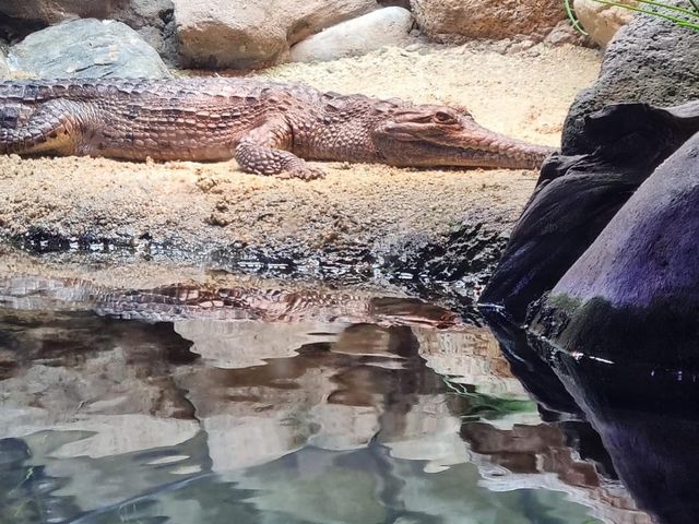 Must Visit: Cairns Aquarium 🇦🇺