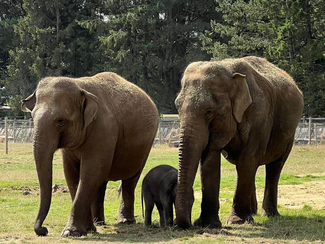 Whipsnade Zoo 🐘