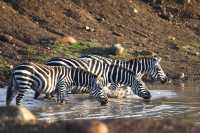 7 Days Magical Kenya Experience