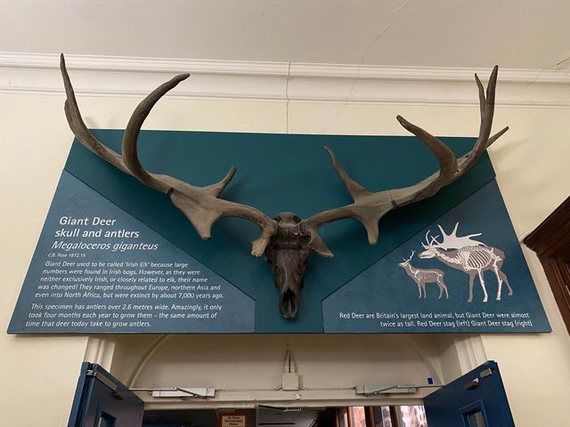 Embarking on a Journey Through Time: Discovering Norwich's Natural History Gallery