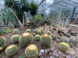 匈牙利德布勒森的小型植物園