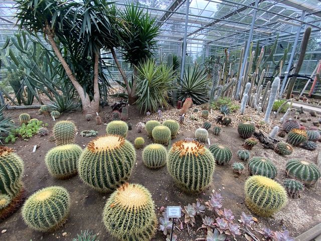 🌿🌵botanical Garden เล็กๆ ที่เมืองเดรเบเซนฮังการี