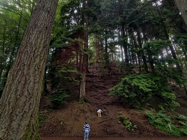 Evergreen Scotland 