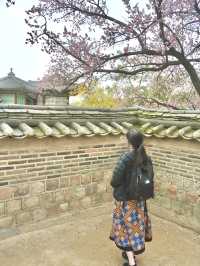【昌徳宮】韓国ドラマの舞台！ソウルの世界遺産へ