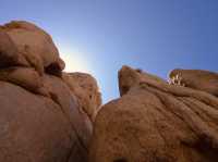 Joshua Tree National Park - the USA’s forgotten gem! 