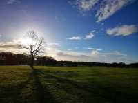 Richmond Park Travel Diary: Nature and Serenity