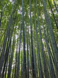 A Walk Through Arashiyama Forest