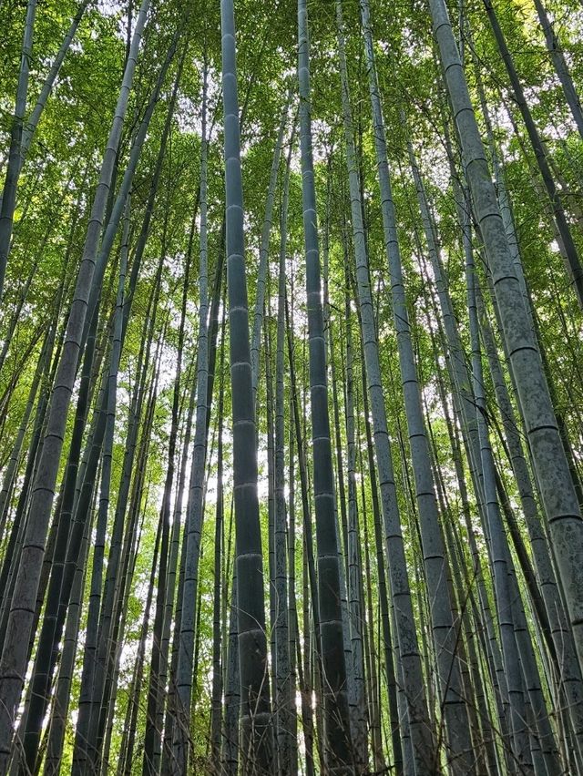 A Walk Through Arashiyama Forest