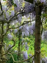 🌿 Rousham Gardens – England’s Timeless Landscape Escape