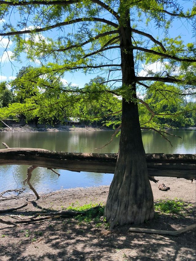 A quiet break with swans 🦢🌳