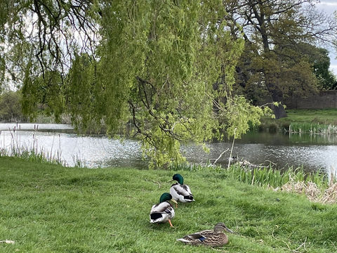 Kingston🇬🇧Nature Fix: A Royal Retreat at Home Park 🦌
