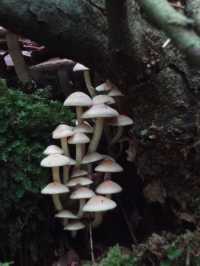 Autumn Walk in Bakkeveen – 10 km Nature Adventure🍄🍄‍🟫🍂✨