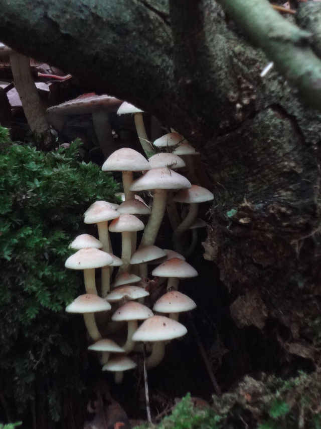 Autumn Walk in Bakkeveen – 10 km Nature Adventure🍄🍄‍🟫🍂✨