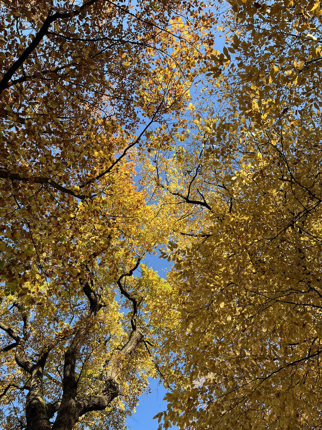 Beautiful Park & Local Food in Berlin🧡🇩🇪