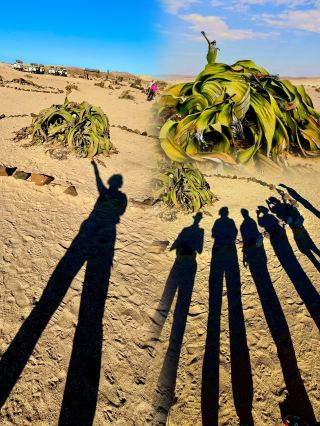 WOW🔥 AMAZING WELWITSCHIALES  - living fossil in NAMIB