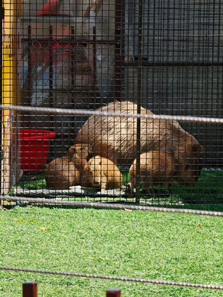 我對上海野生動物園的評價：適合全家大小一同遊玩，上海必遊之地！