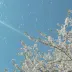 Phoenix_Wildewood_10