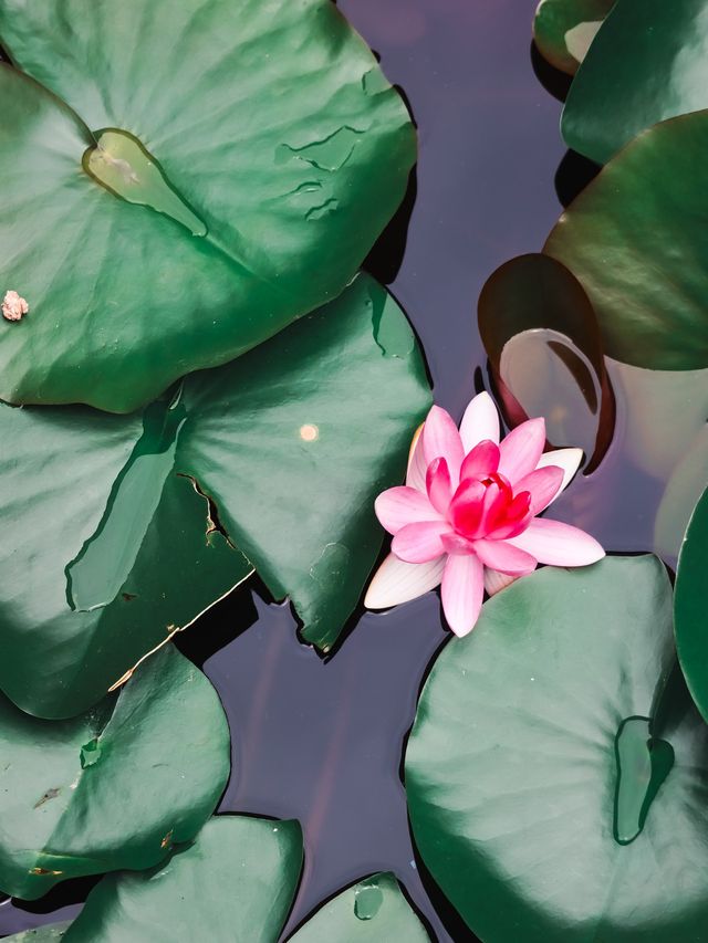 Green Ponds and Lily Pads in Wuxi🍃🌳🛶