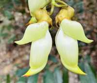Hong Kong Flower Appreciation | Rare Sparrow Flower Waterfall Appears on the Yuan Tsuen Ancient Trail