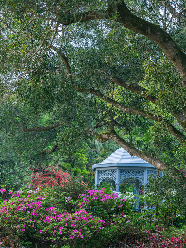 Hong Kong | I found Alice's Secret Garden 🌺 full of rhododendrons in bloom.