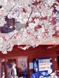 Latest cherry blossom viewing guide in Osaka, Japan, don't just go to Osaka Castle Park foolishly.