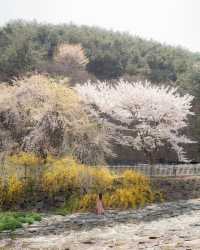 Daegu's cherry blossom viewing spots summary