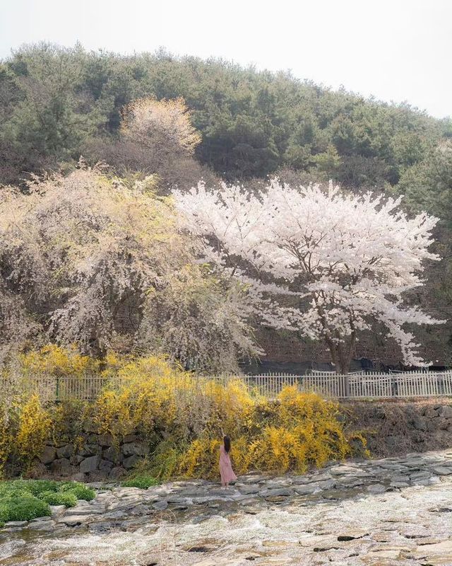 Daegu's cherry blossom viewing spots summary
