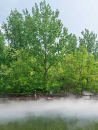 Xuzhou's misty forest is so beautiful, why isn't anyone going there? 🥺