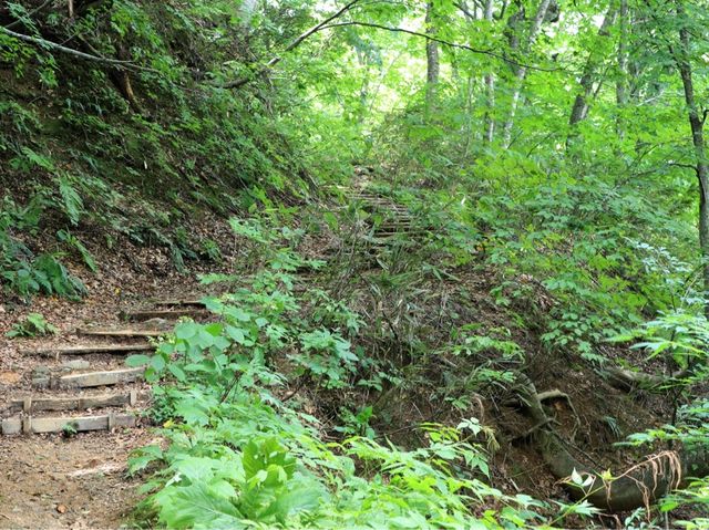 世界自然遺產日本白神山地