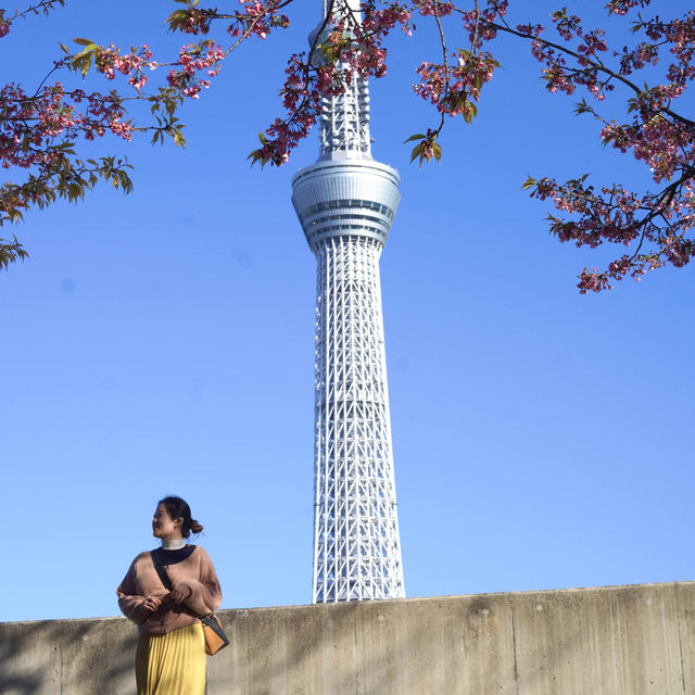春日旅行｜一起去東京賞櫻吧！