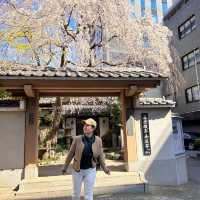 春日旅行｜一起去東京賞櫻吧！