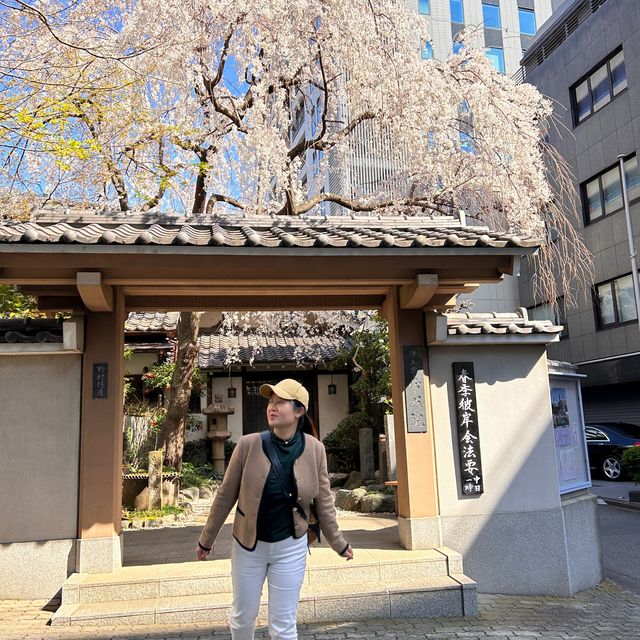 春日旅行｜一起去東京賞櫻吧！