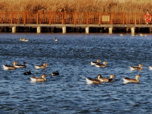 黃河口觀鳥之旅