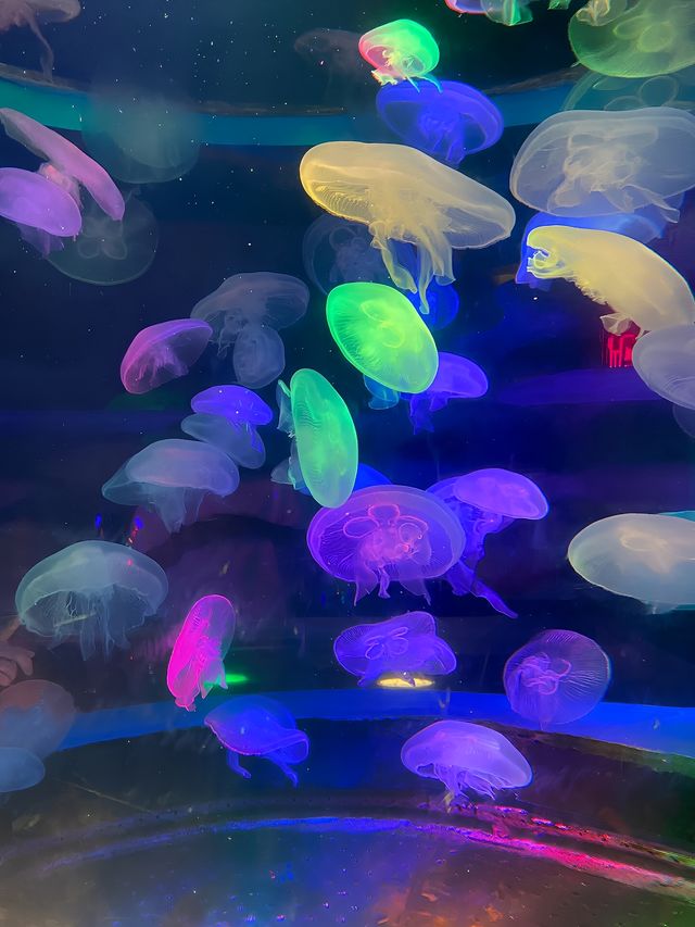 洛杉磯II 深海小精靈