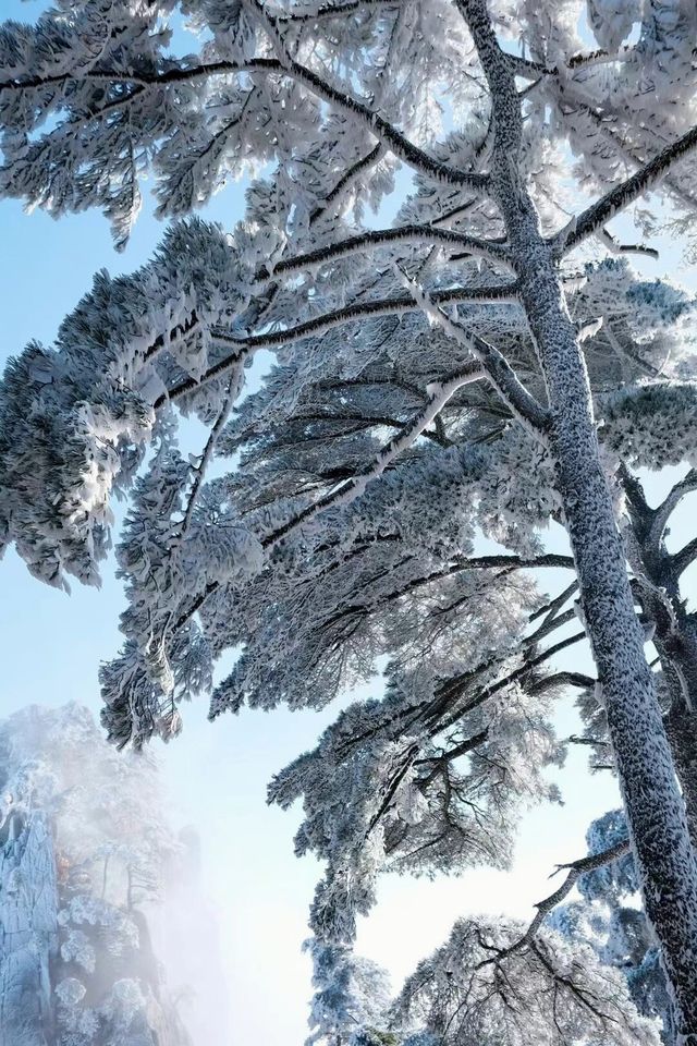 冬日霧凇 | 黃山仙境之行