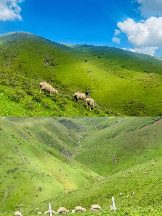 There is a mountain named Da Hai, it's so beautiful here~ (One-day tour of Da Hai Grass Mountain)