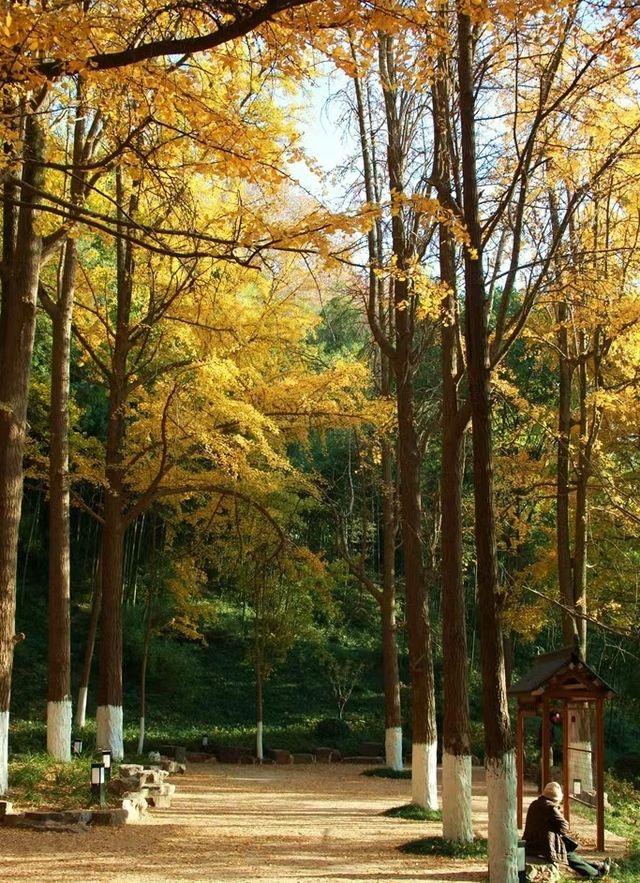 南京秋天的美景！300+棵銀杏樹等你來拍照！