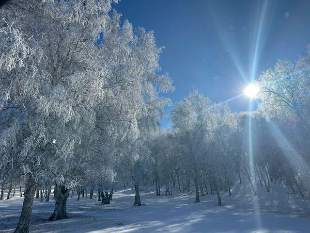 內蒙古烏蘭布統｜可以治癒一切的林海雪原