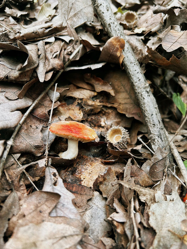 鄭州周邊遊｜秋天去山裡看紅葉葉