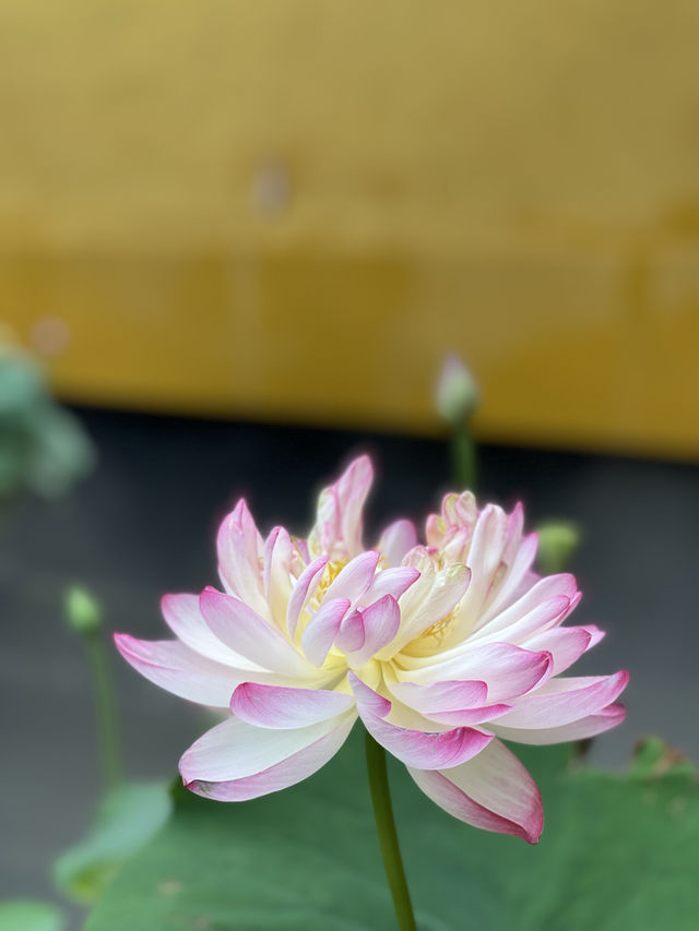福至心靈