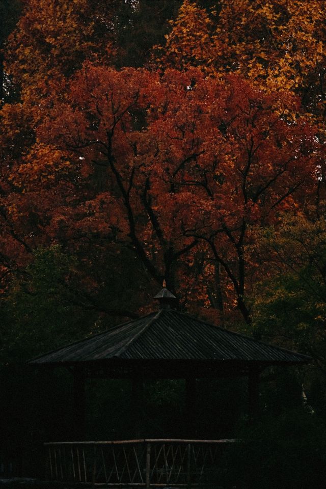 襄陽｜關於習家池的這個秋天的驚艷亮相