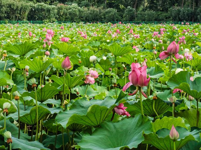 黃興公園荷花 黃興公園荷花