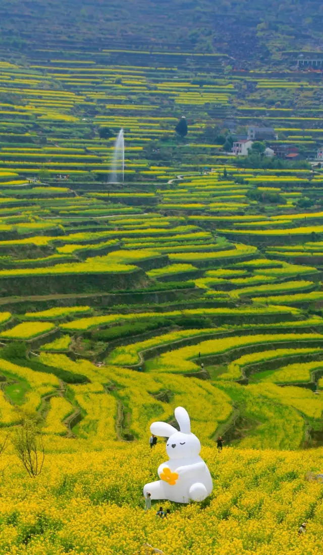 I found the same kind of terraced rapeseed flower sea as 'Wuyuan Huangling' in Shaoxing