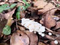 向塔而行,上海的山,上海的斜塔!