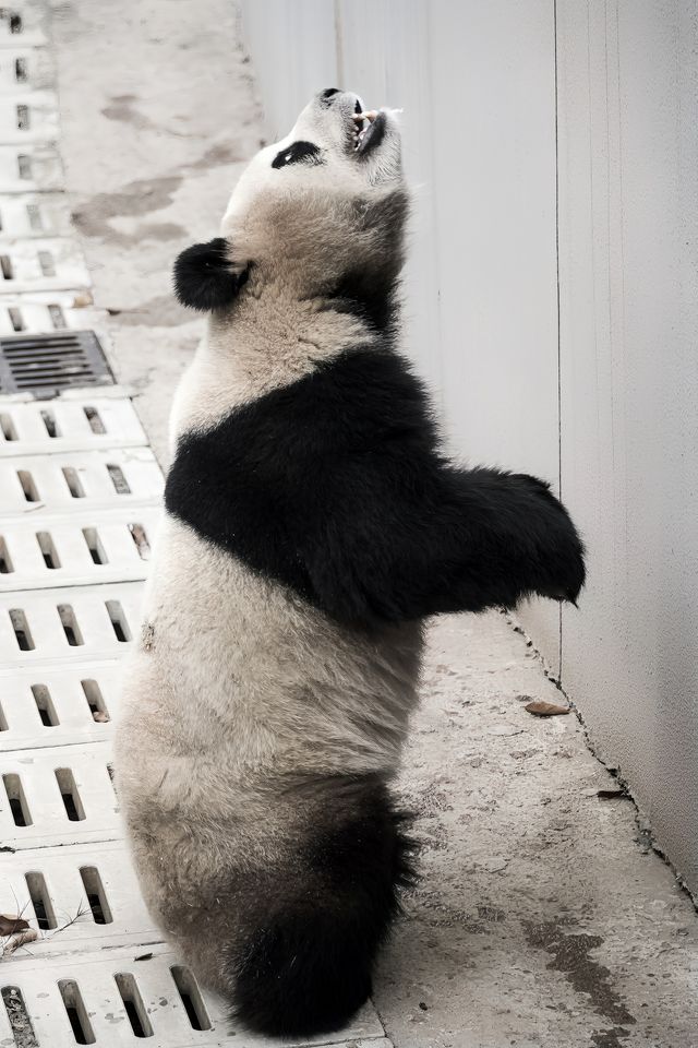 去成都熊貓基地之前，一定要看這篇！