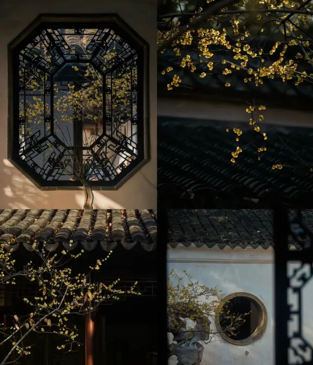 Suzhou wintersweet|The winding path leads to a secluded and fragrant place